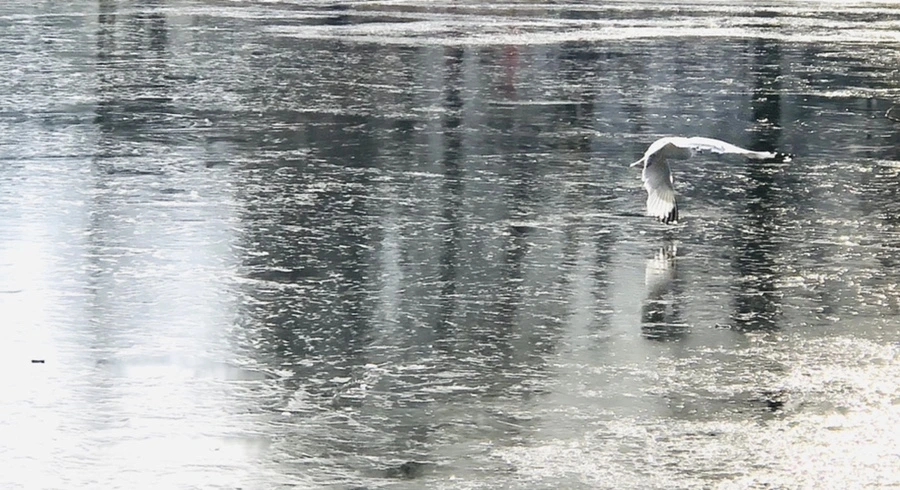 IMG_2056.jpg?type=w966