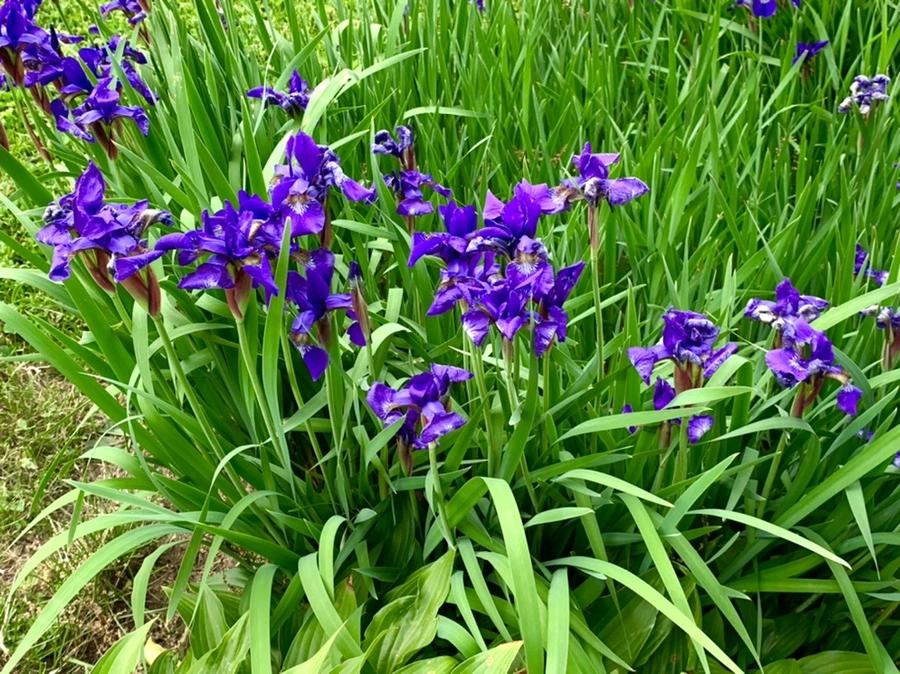 IMG_5256.jpg?type=w966