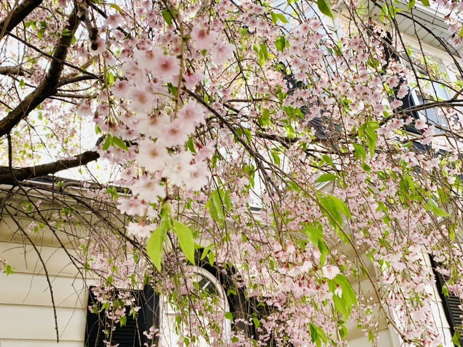 IMG_6699.jpg?type=w966