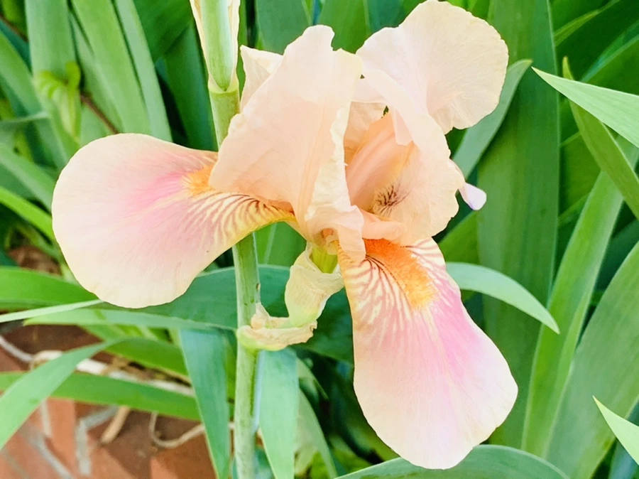 IMG_3471.jpg?type=w966