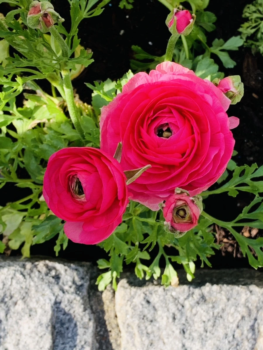 IMG_1049.jpg?type=w966