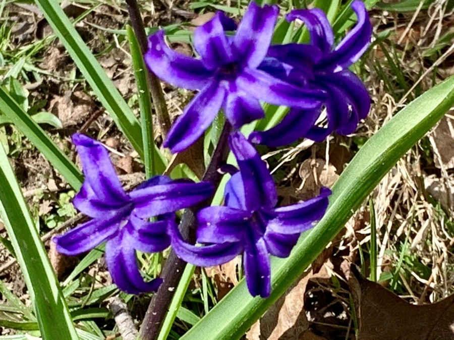 IMG_4541.jpg?type=w966