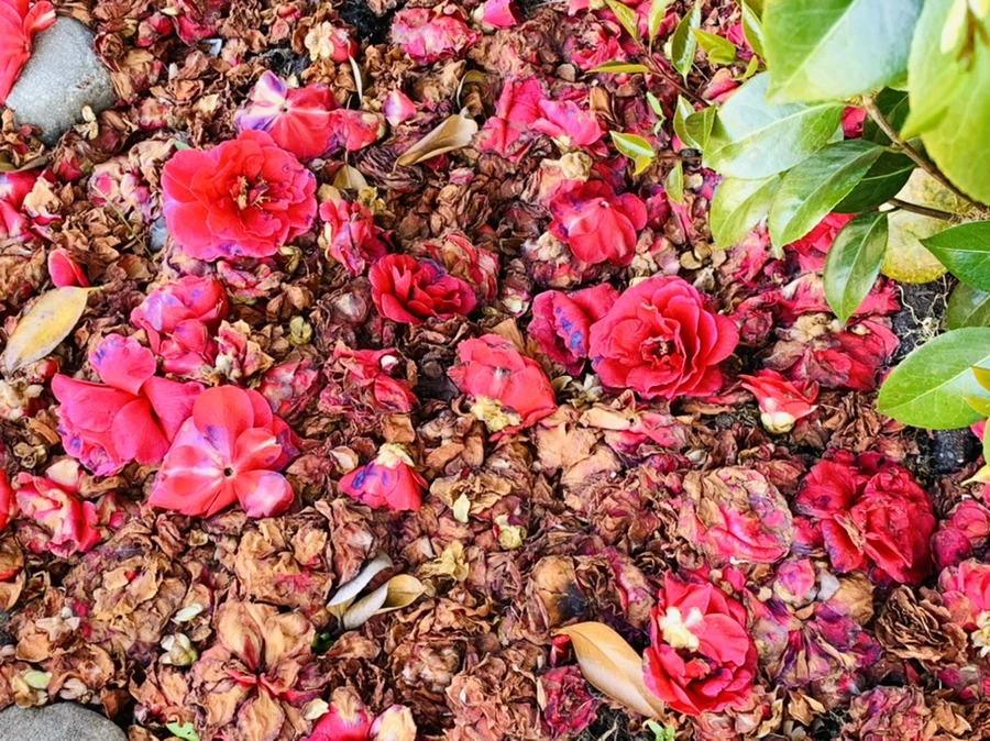 IMG_0546.jpg?type=w966