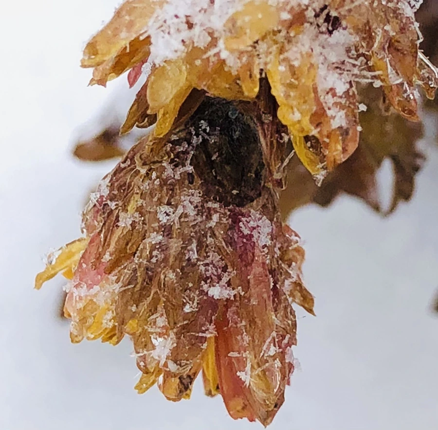 IMG_3448.jpg?type=w966