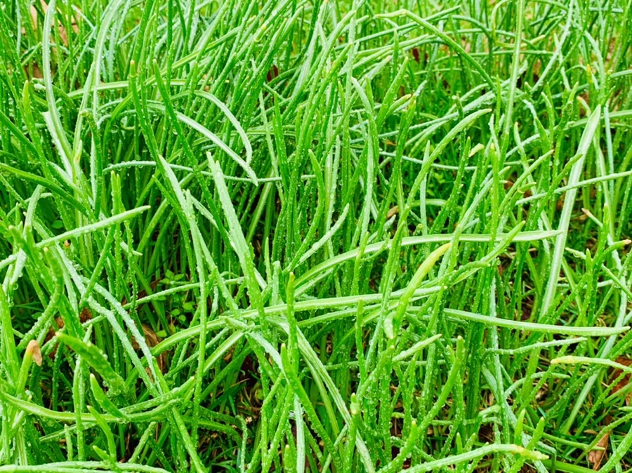 IMG_5035.jpg?type=w966