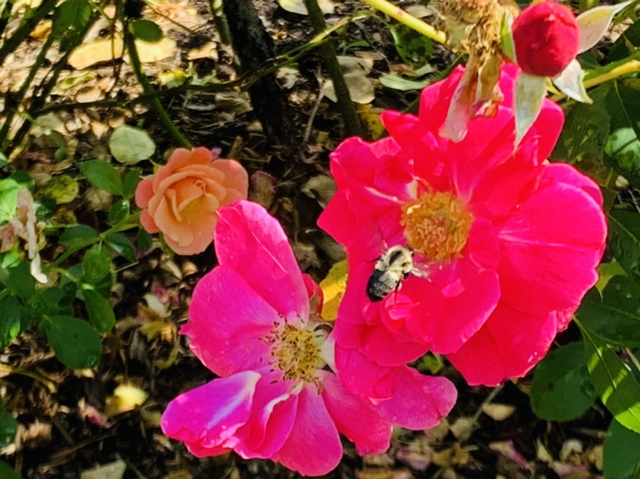 IMG_8446.jpg?type=w966