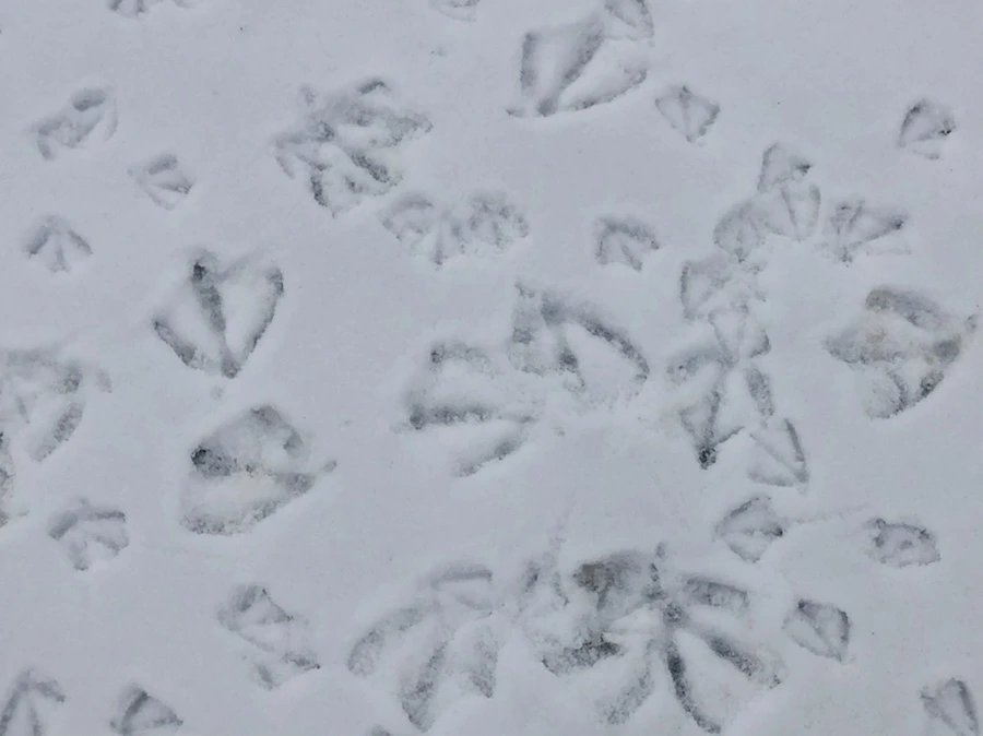 IMG_2529.jpg?type=w966