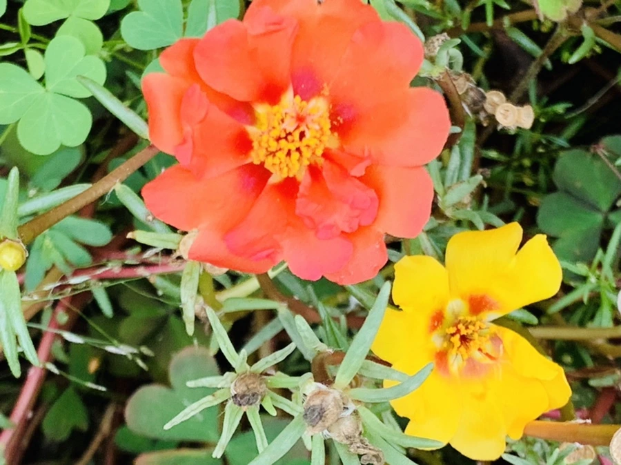 IMG_5920.jpg?type=w966