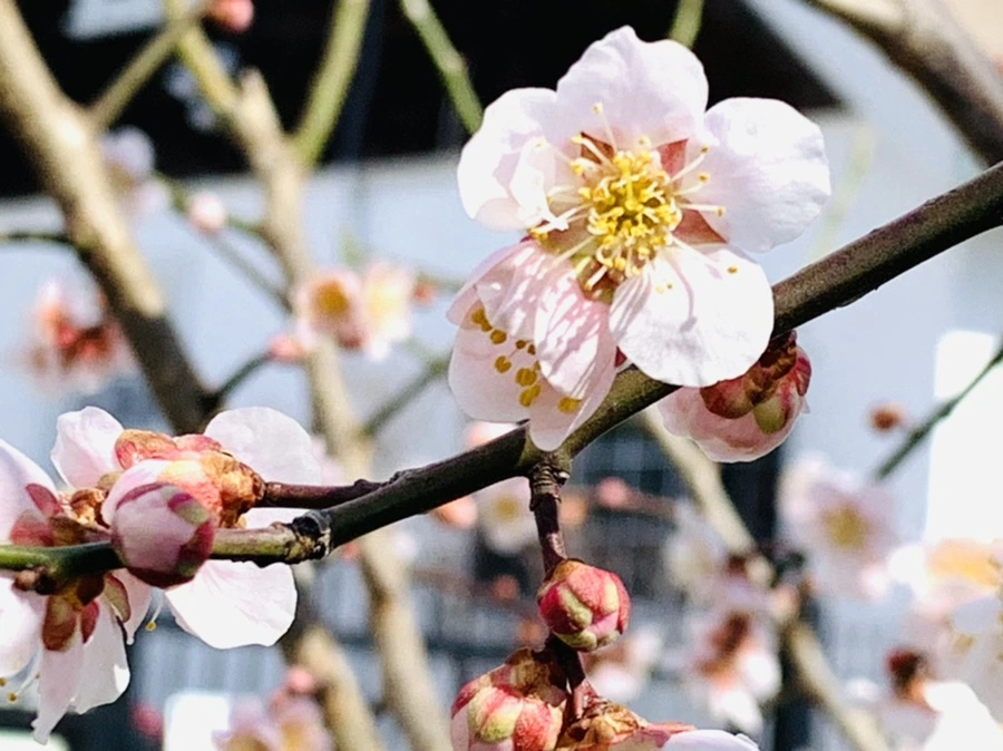 IMG_1037.jpg?type=w966