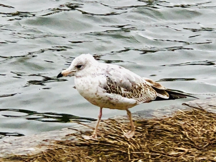 TxnXkcj1ffdrY5HdDosnOf29yno