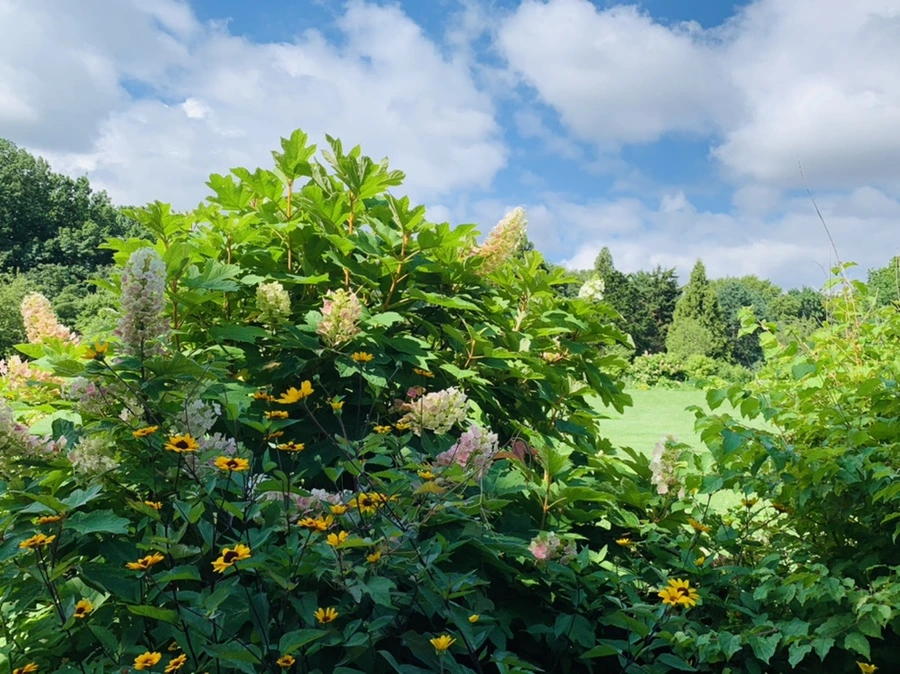 IMG_0603.jpg?type=w966