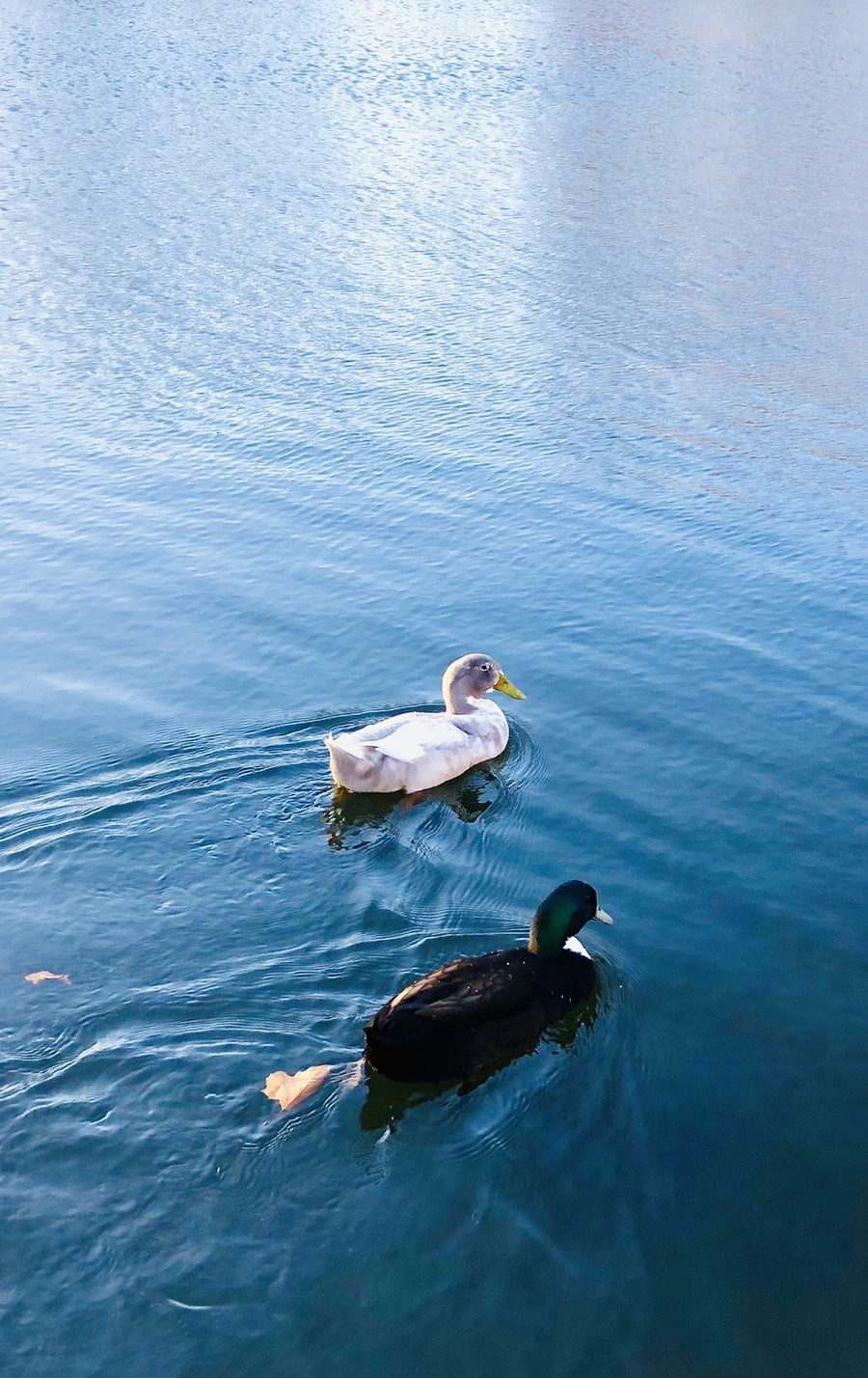 IMG_5965.jpg?type=w966