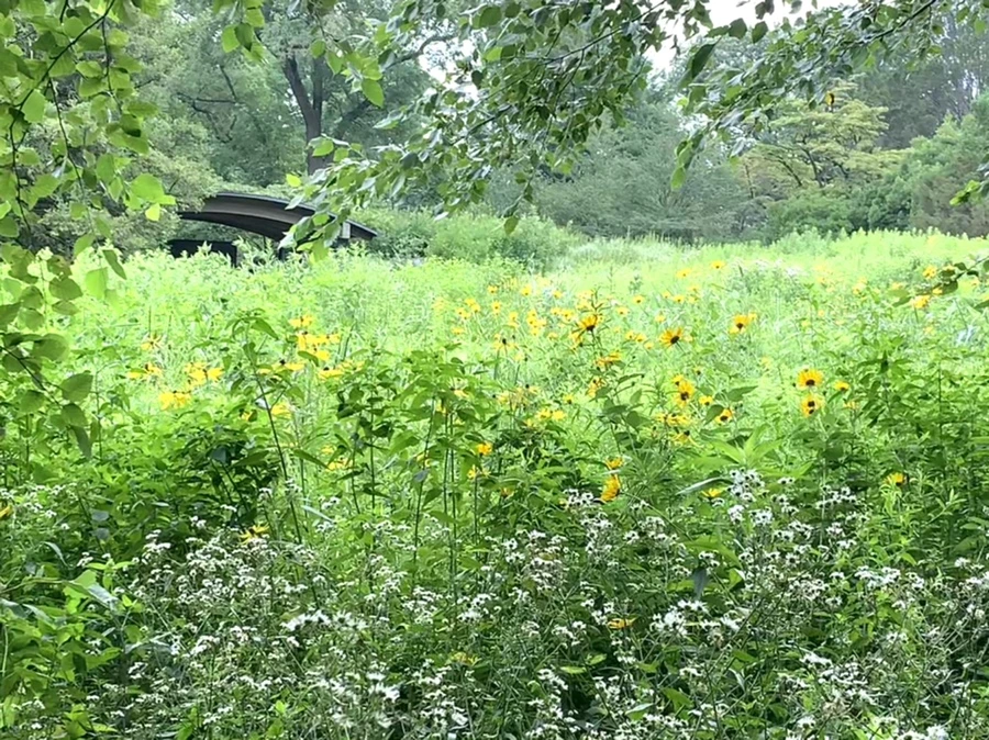 IMG_2666.jpg?type=w966