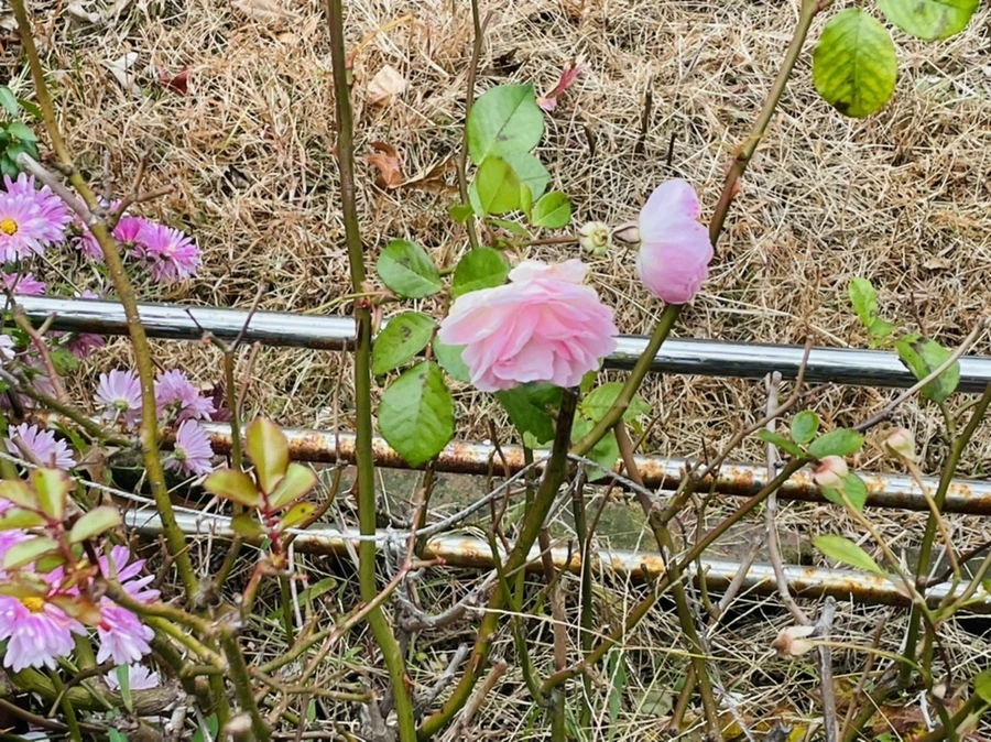 IMG_2485.jpg?type=w966