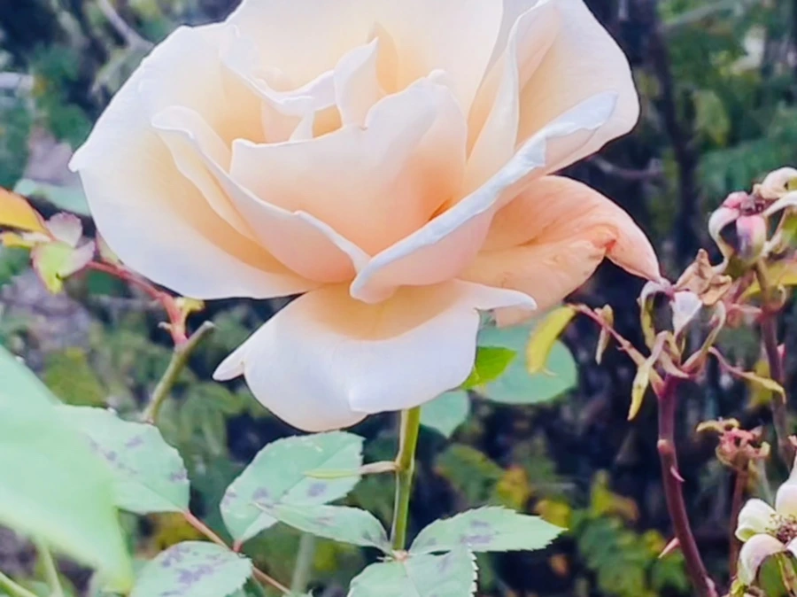 IMG_0142.jpg?type=w966