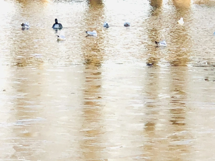 IMG_0837.jpg?type=w966