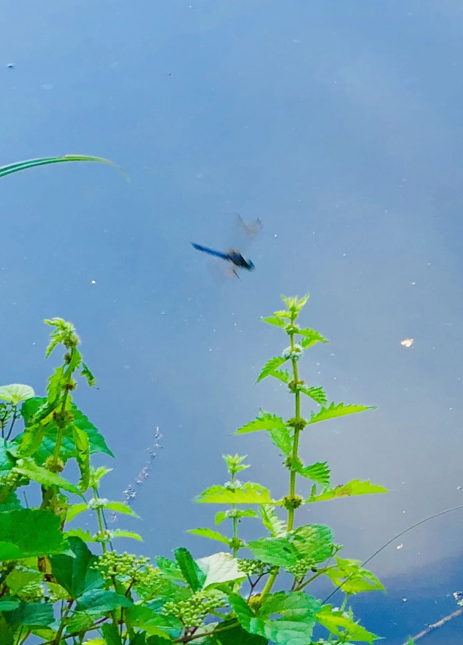 IMG_3959.jpg?type=w966