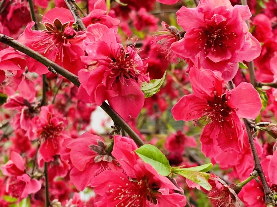 IMG_7992.jpg?type=w966