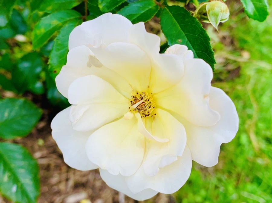 IMG_8729.jpg?type=w966