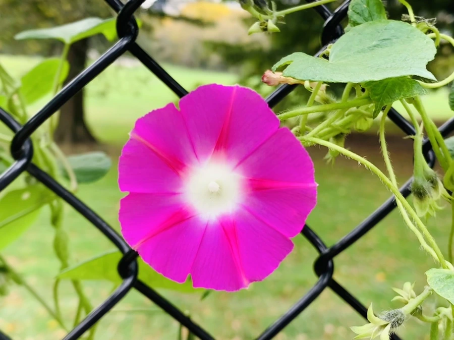 IMG_0223.jpg?type=w966