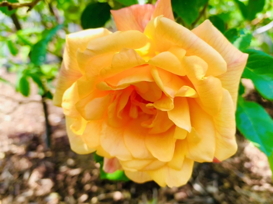 IMG_4314.jpg?type=w966