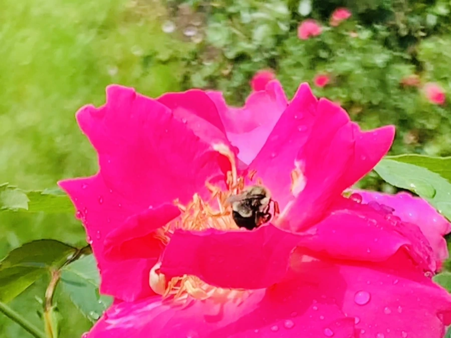 IMG_8526.jpg?type=w966