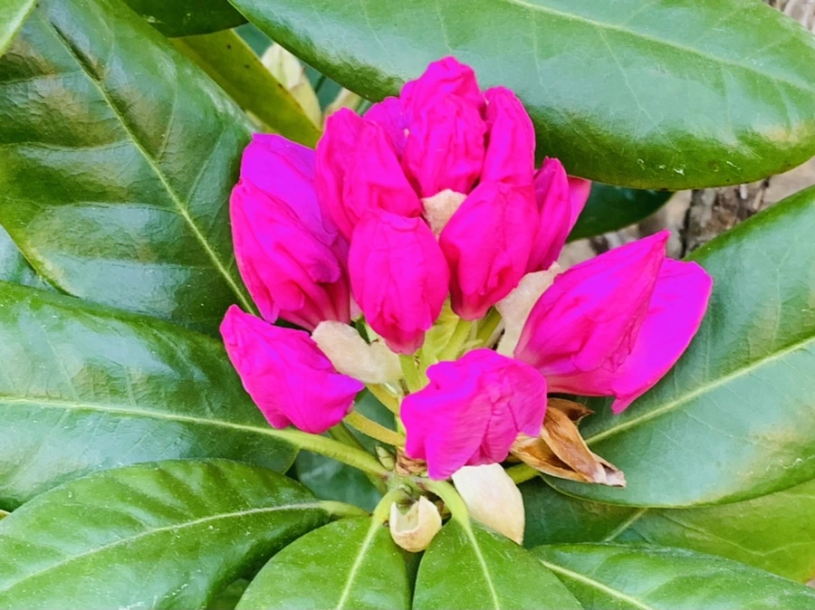 IMG_0553.jpg?type=w966