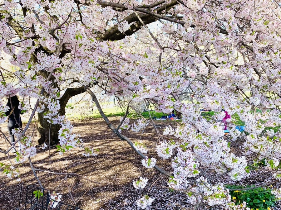 IMG_1825.jpg?type=w966