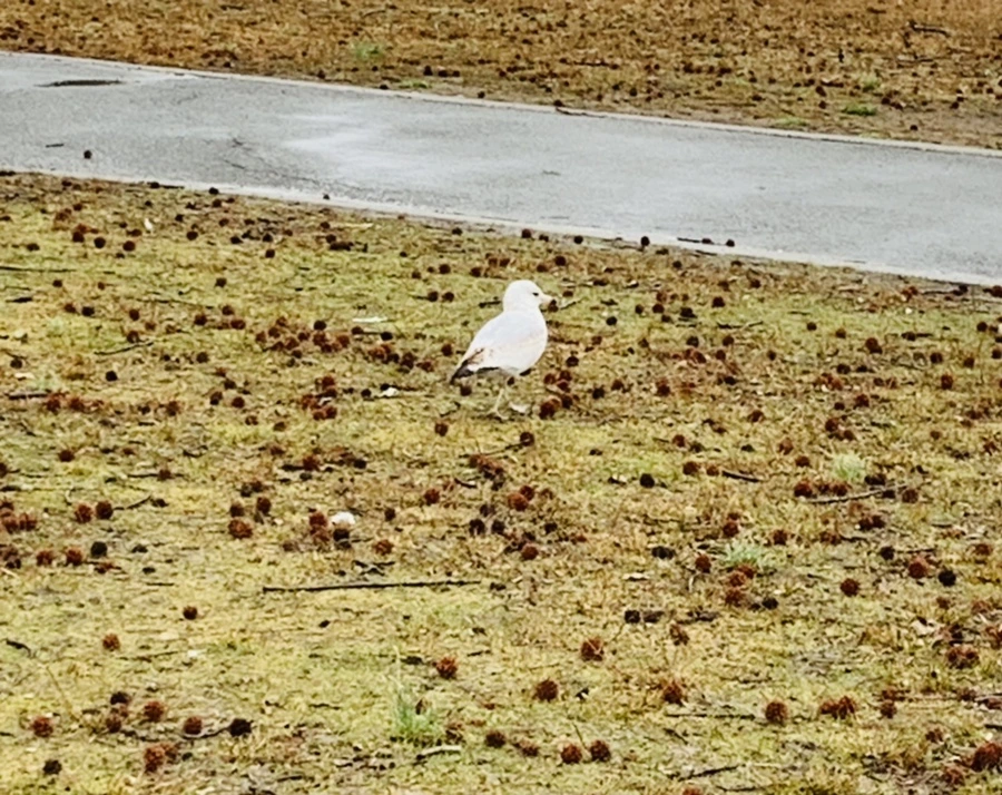 IMG_2061.jpg?type=w966