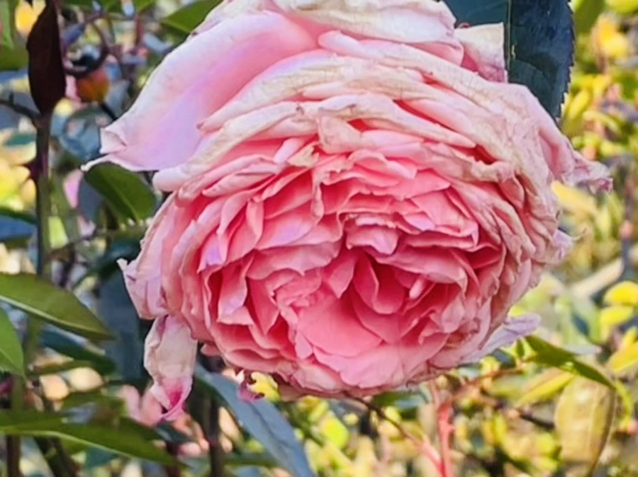 IMG_6040.jpg?type=w966