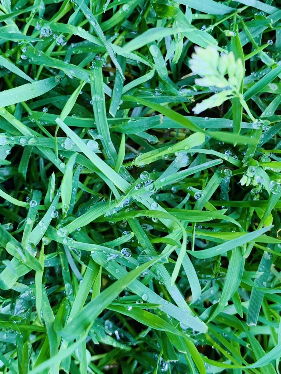 IMG_3118.jpg?type=w966