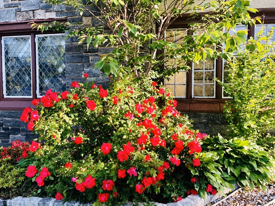 IMG_7408.jpg?type=w966