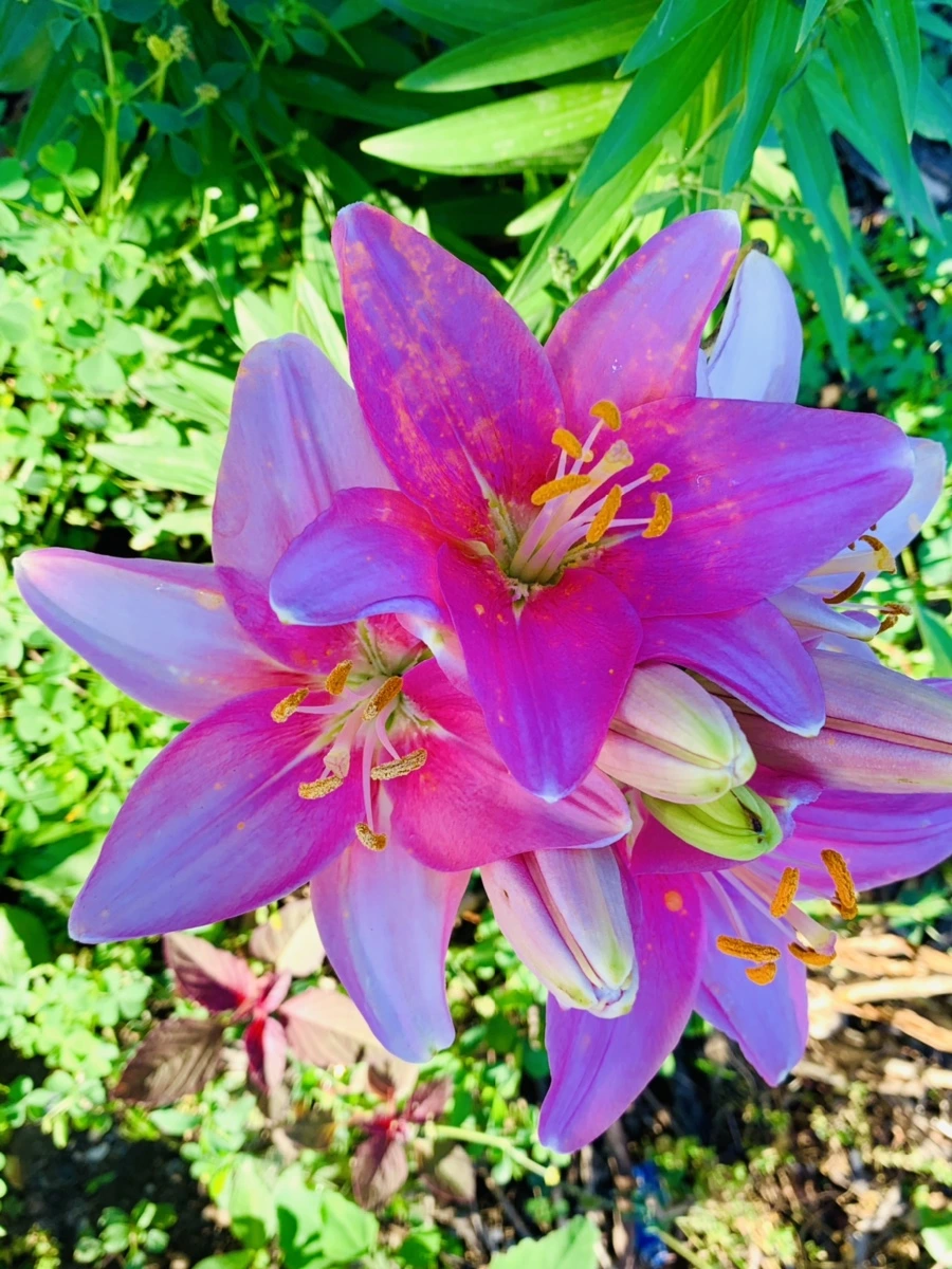 IMG_3029.jpg?type=w966