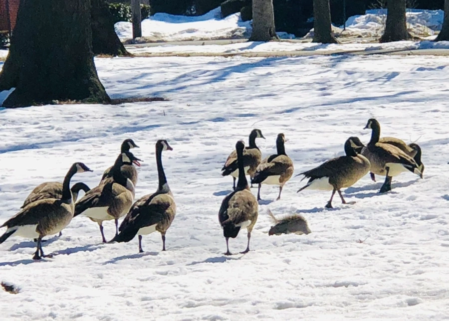 IMG_4523.jpg?type=w966