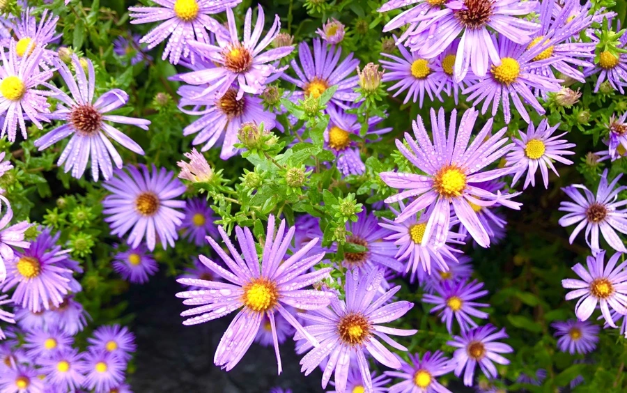 IMG_2193.jpg?type=w966