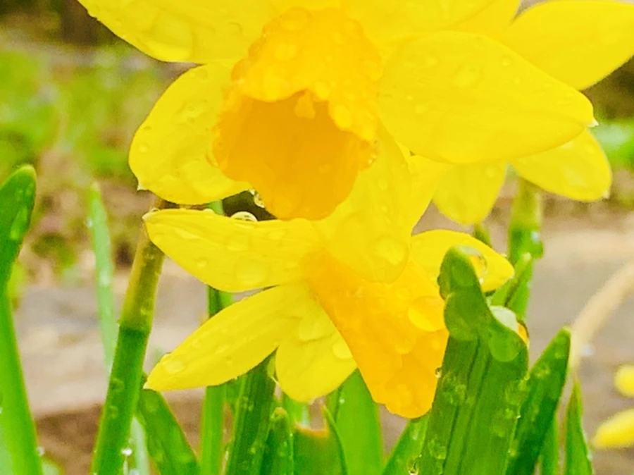 IMG_5017.jpg?type=w966