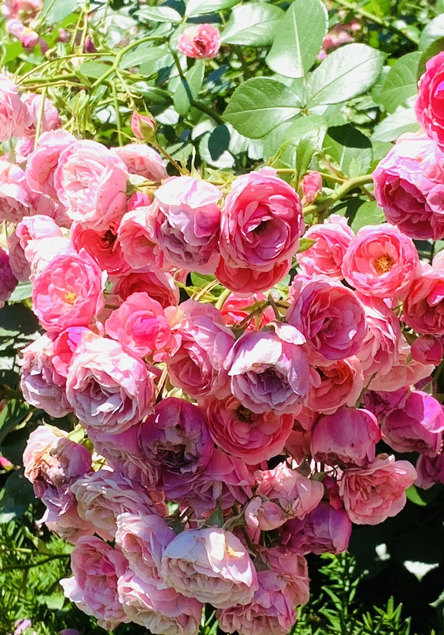 IMG_4102.jpg?type=w966