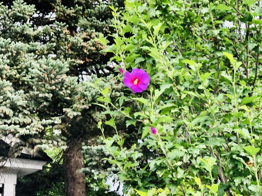 IMG_1396.jpg?type=w966