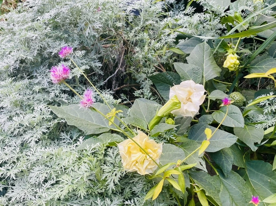 IMG_0181.jpg?type=w966