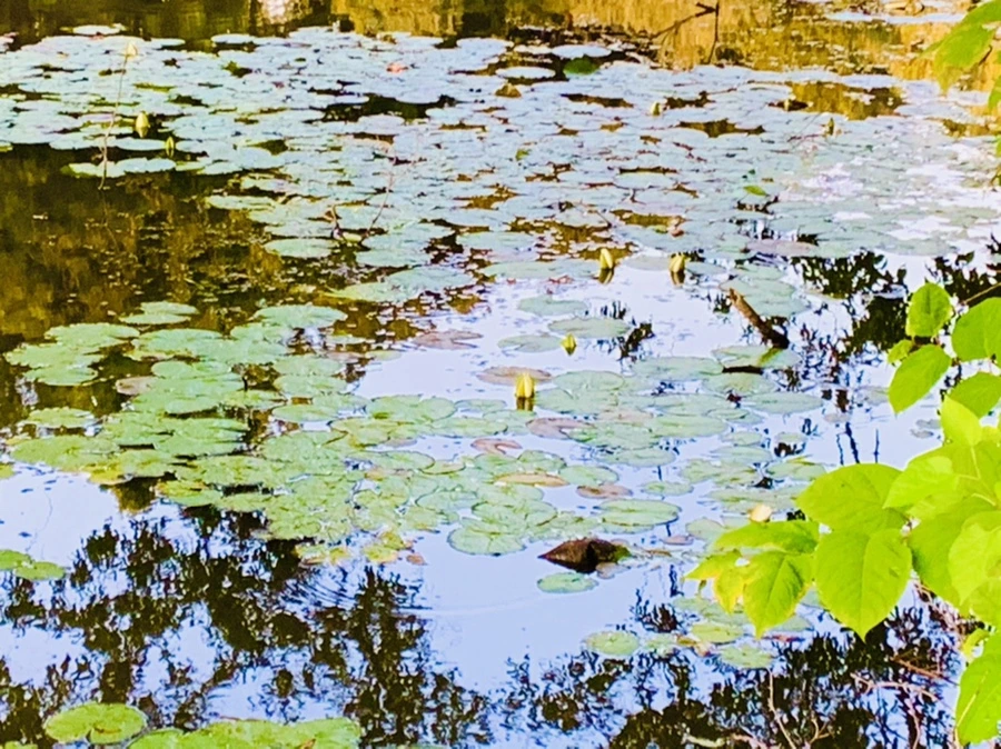 IMG_5536.jpg?type=w966