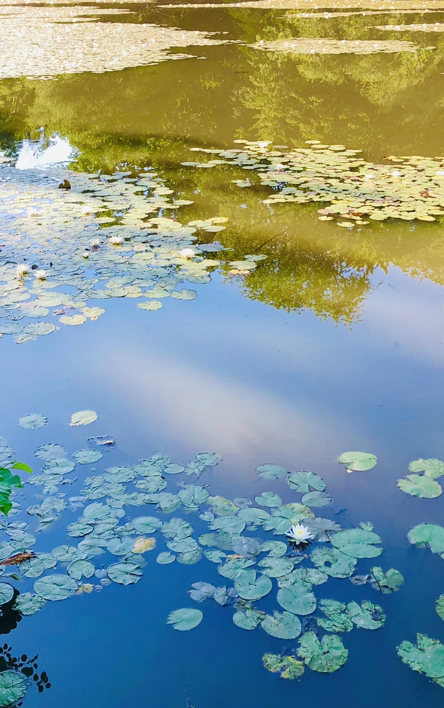 IMG_3903.jpg?type=w966