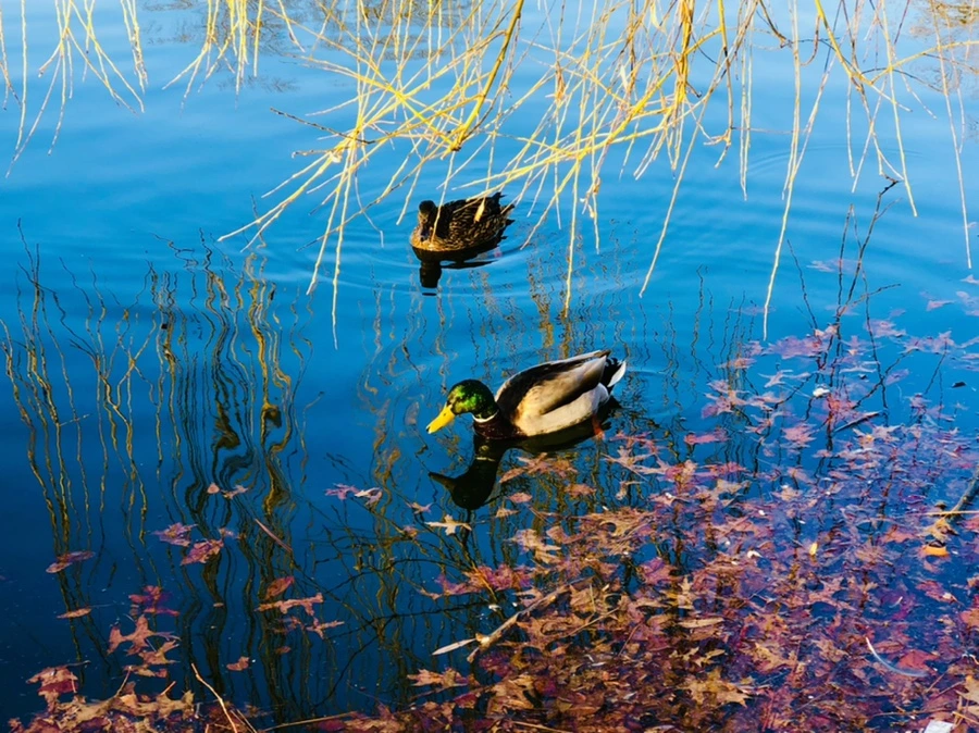 IMG_4249.jpg?type=w966