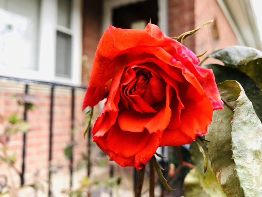 IMG_8762.jpg?type=w966