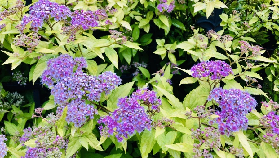 IMG_8136.jpg?type=w966