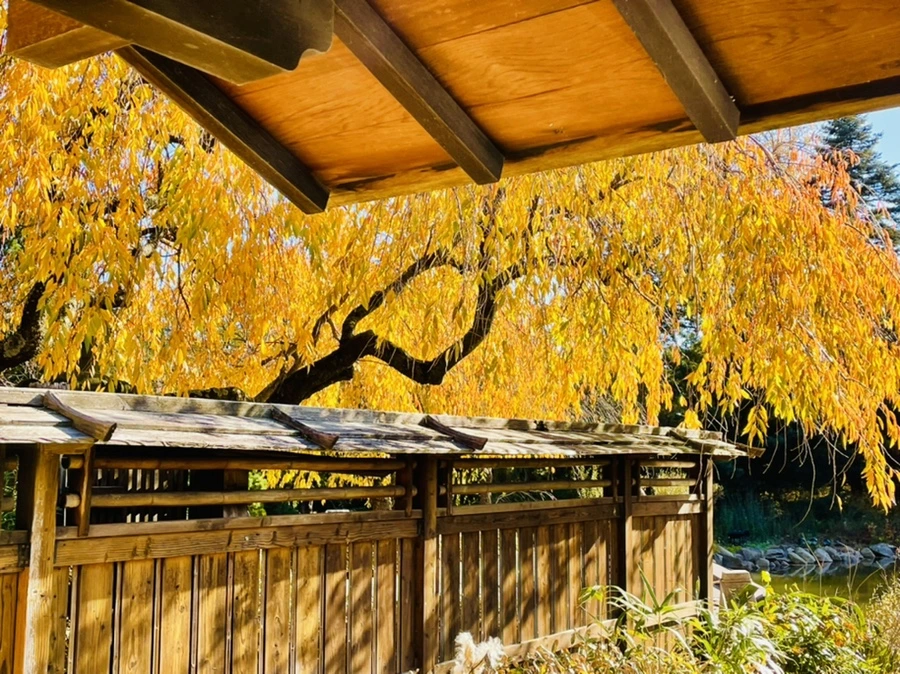 IMG_3049.jpg?type=w966