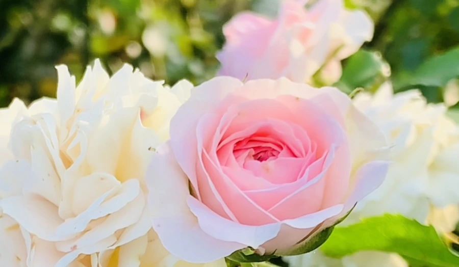 IMG_1202.jpg?type=w966