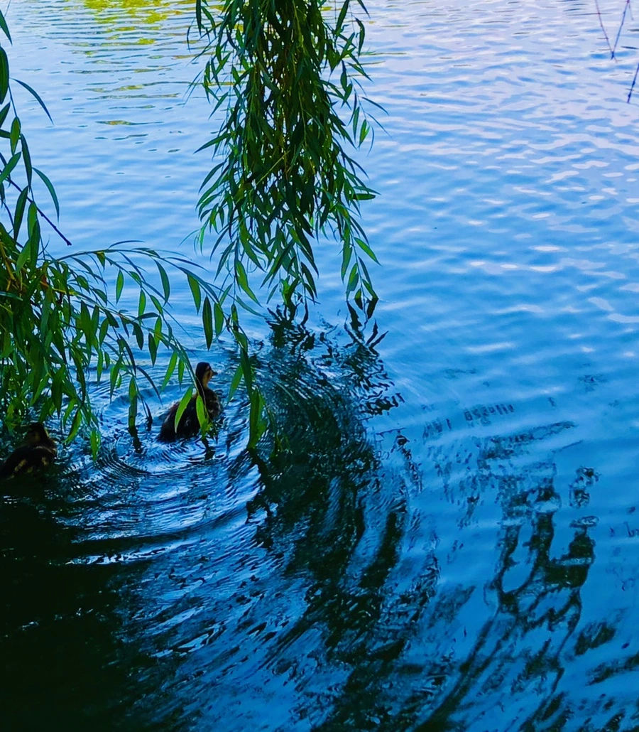 IMG_2510.jpg?type=w966