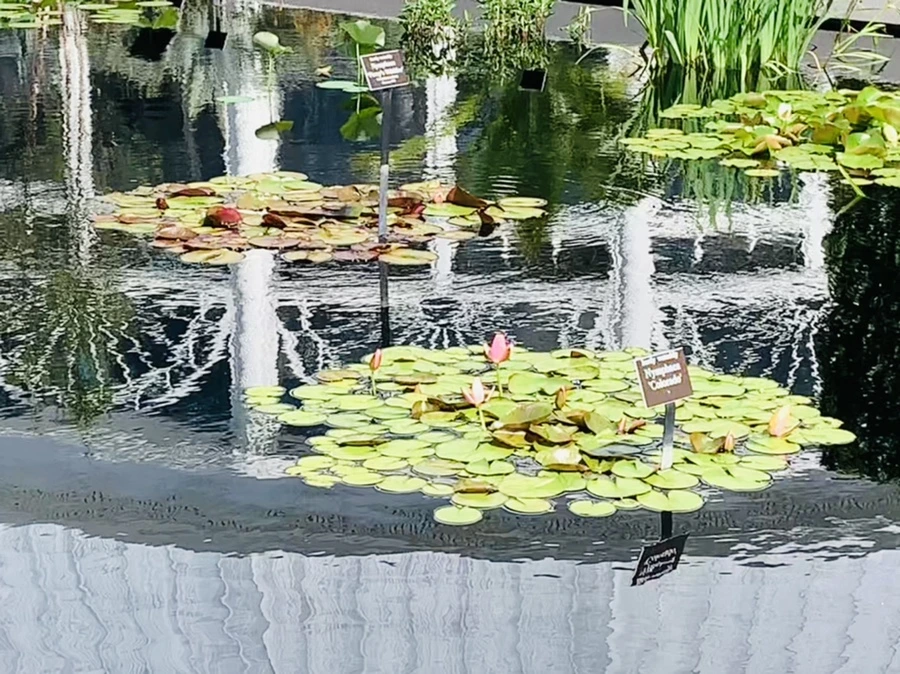 IMG_2093.jpg?type=w966