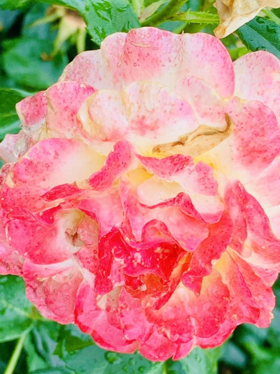 IMG_9577.jpg?type=w966