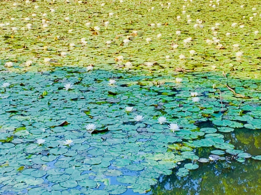 IMG_6567.jpg?type=w966